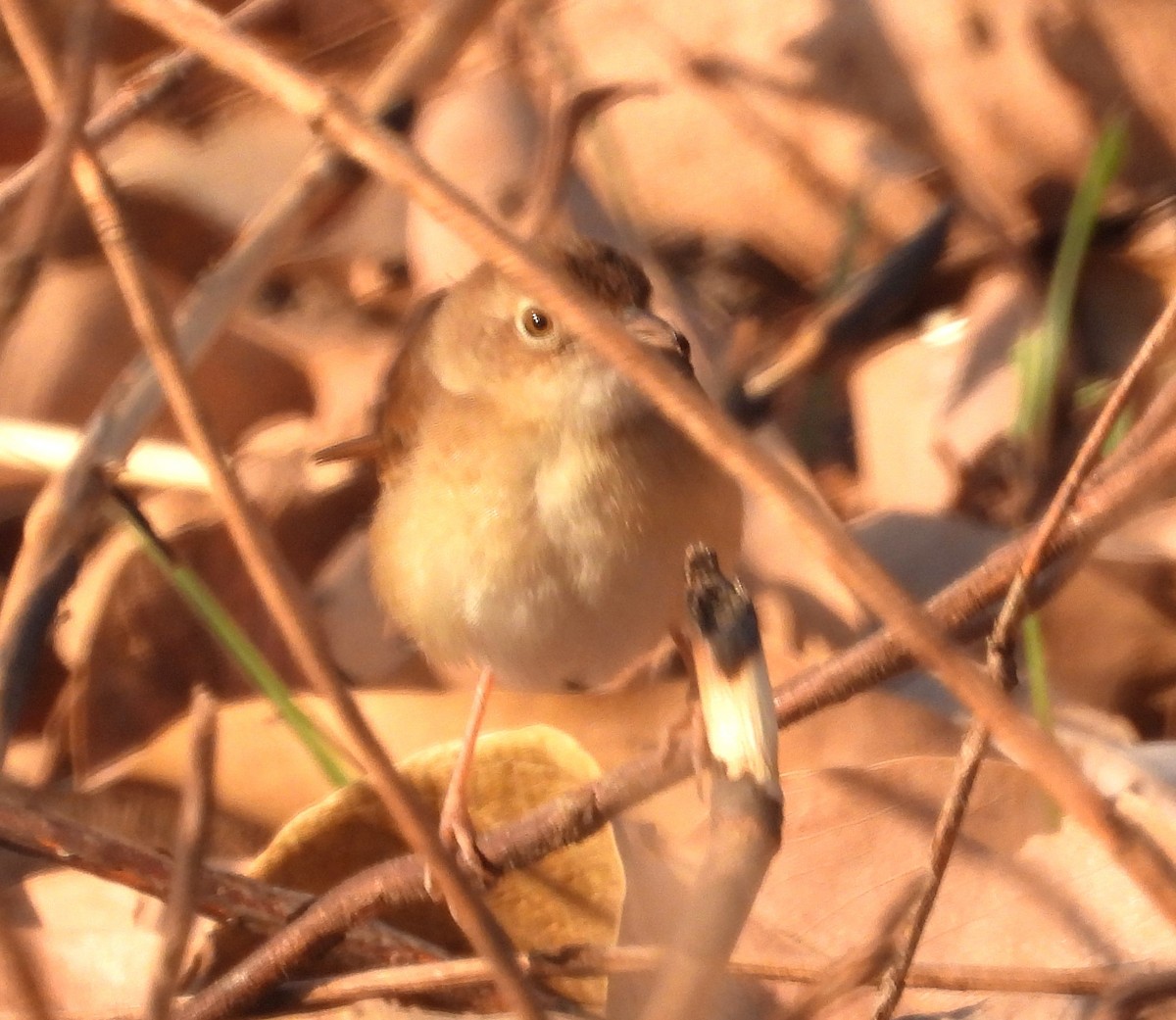 Rufous Cisticola - ML630420121