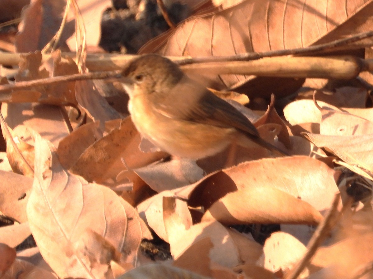Rufous Cisticola - ML630420122