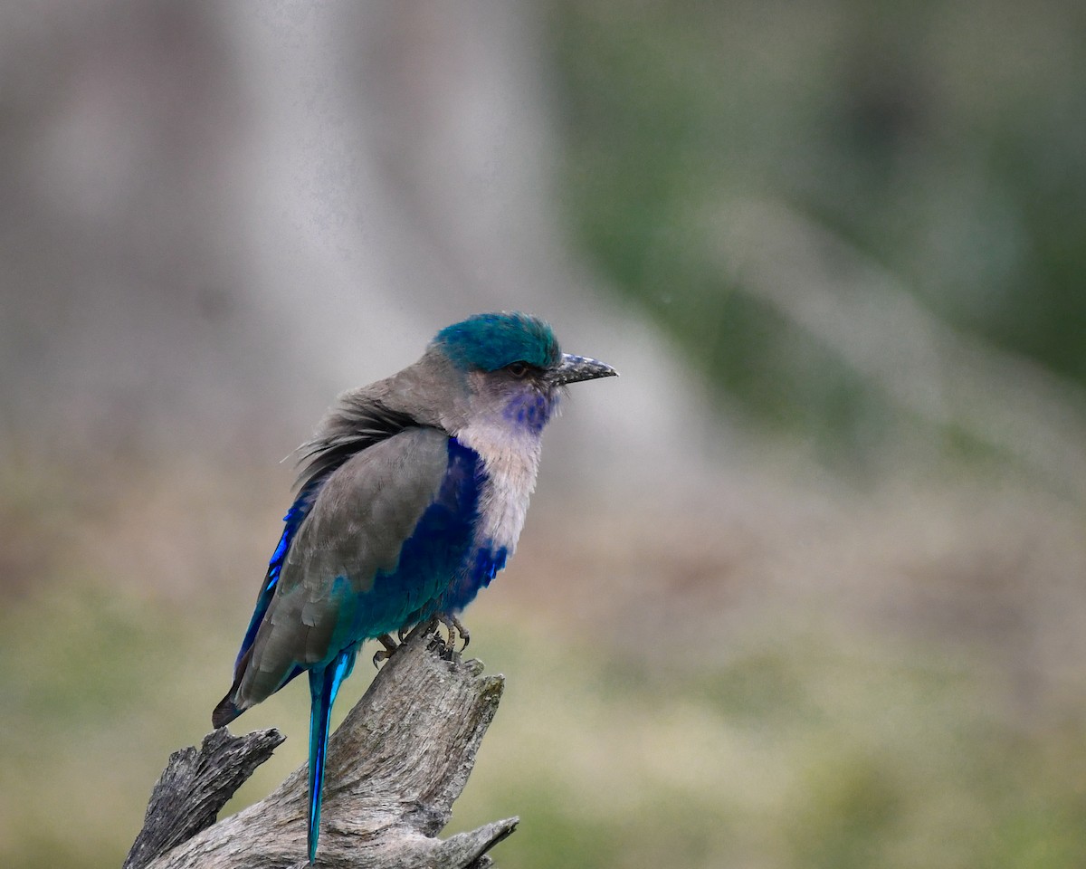 Indochinese Roller - ML630420123