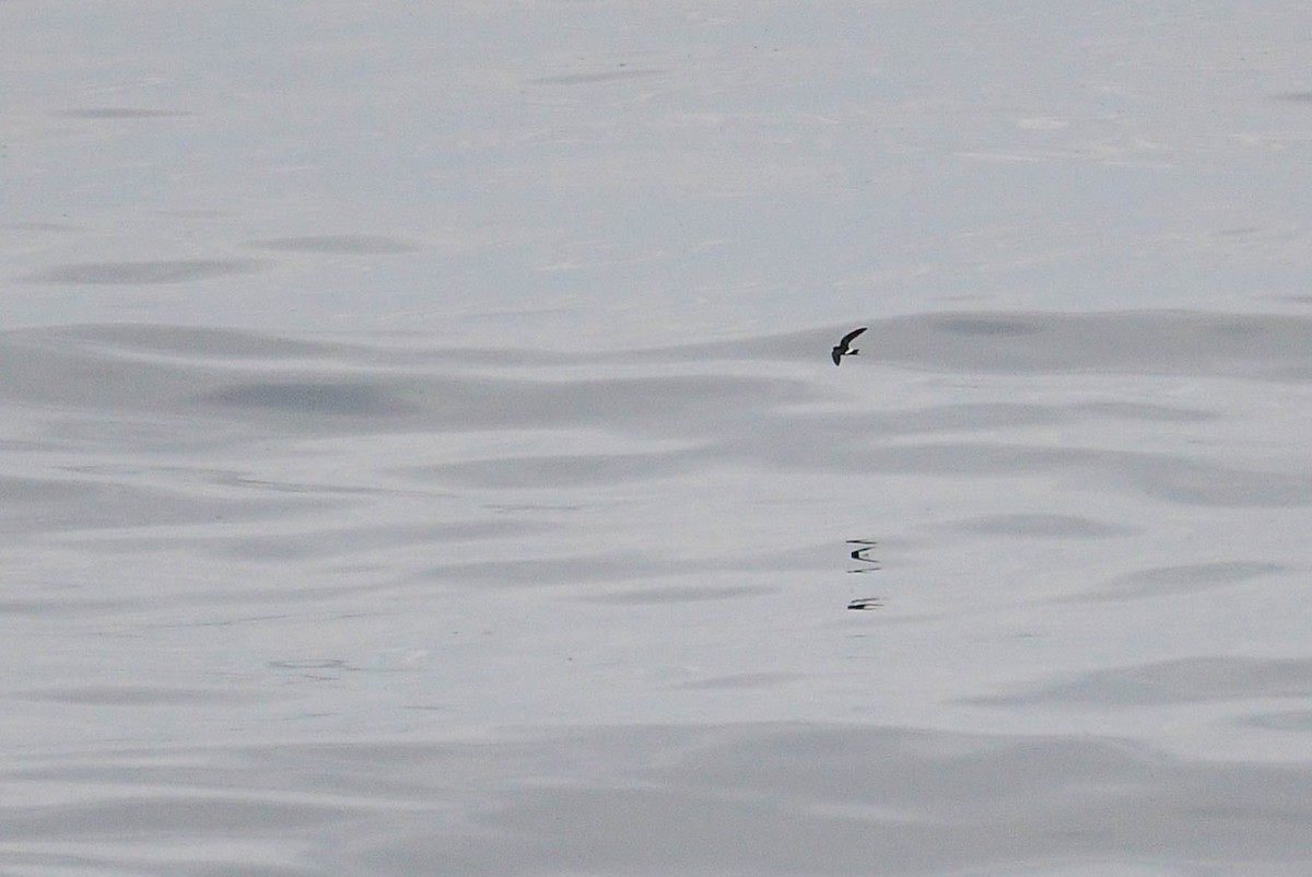 ub. stormsvale (Oceanitidae/Hydrobatidae sp.) - ML630420174