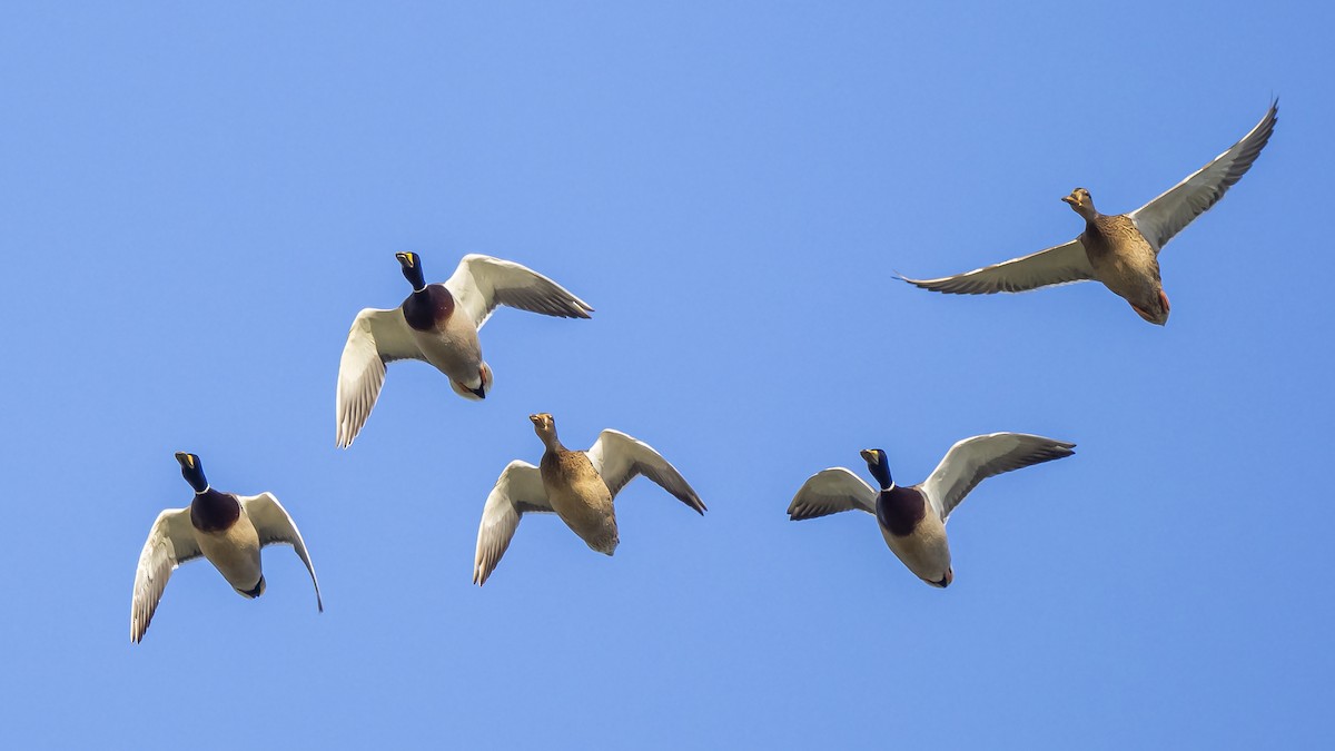 Mallard - ML630420210