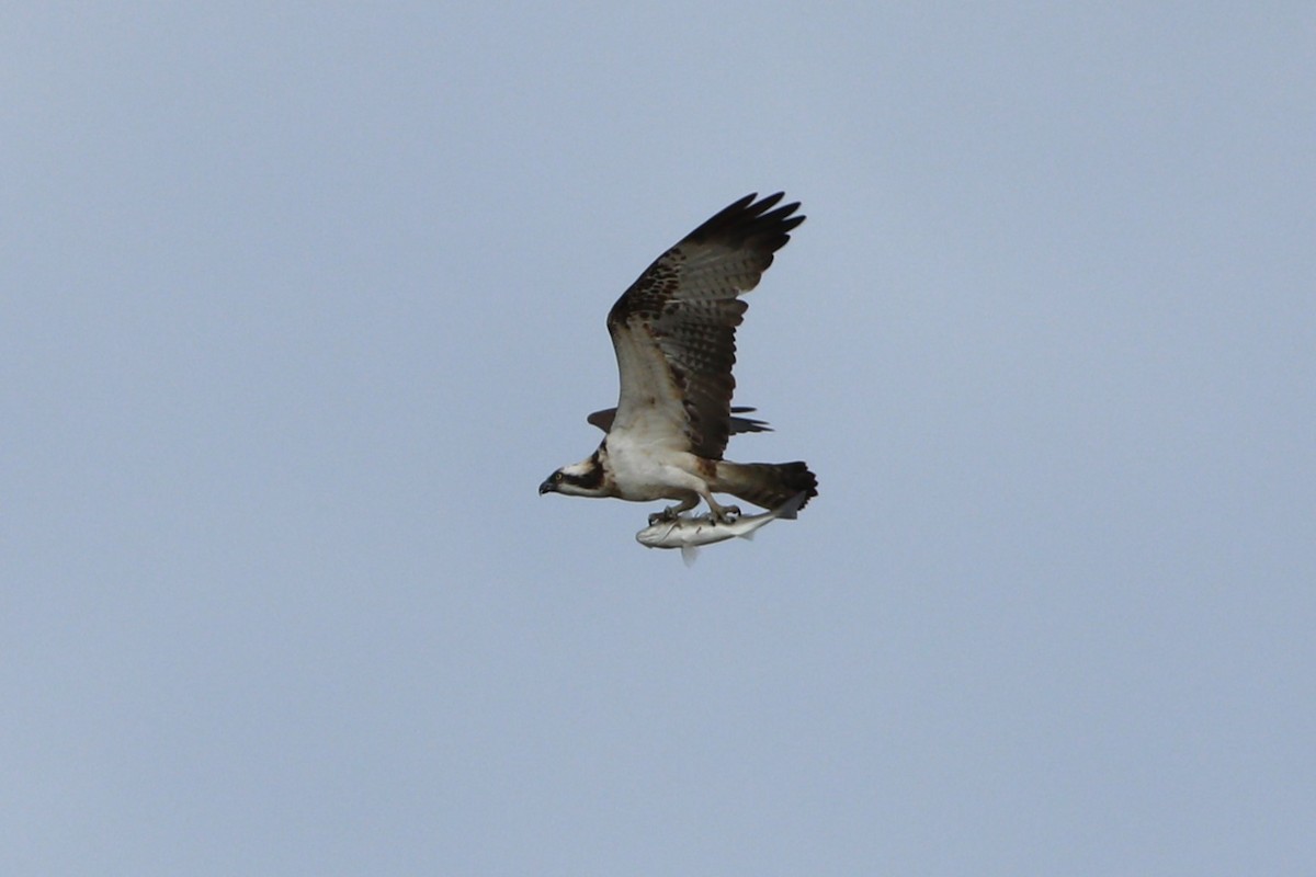 Osprey - ML630420239