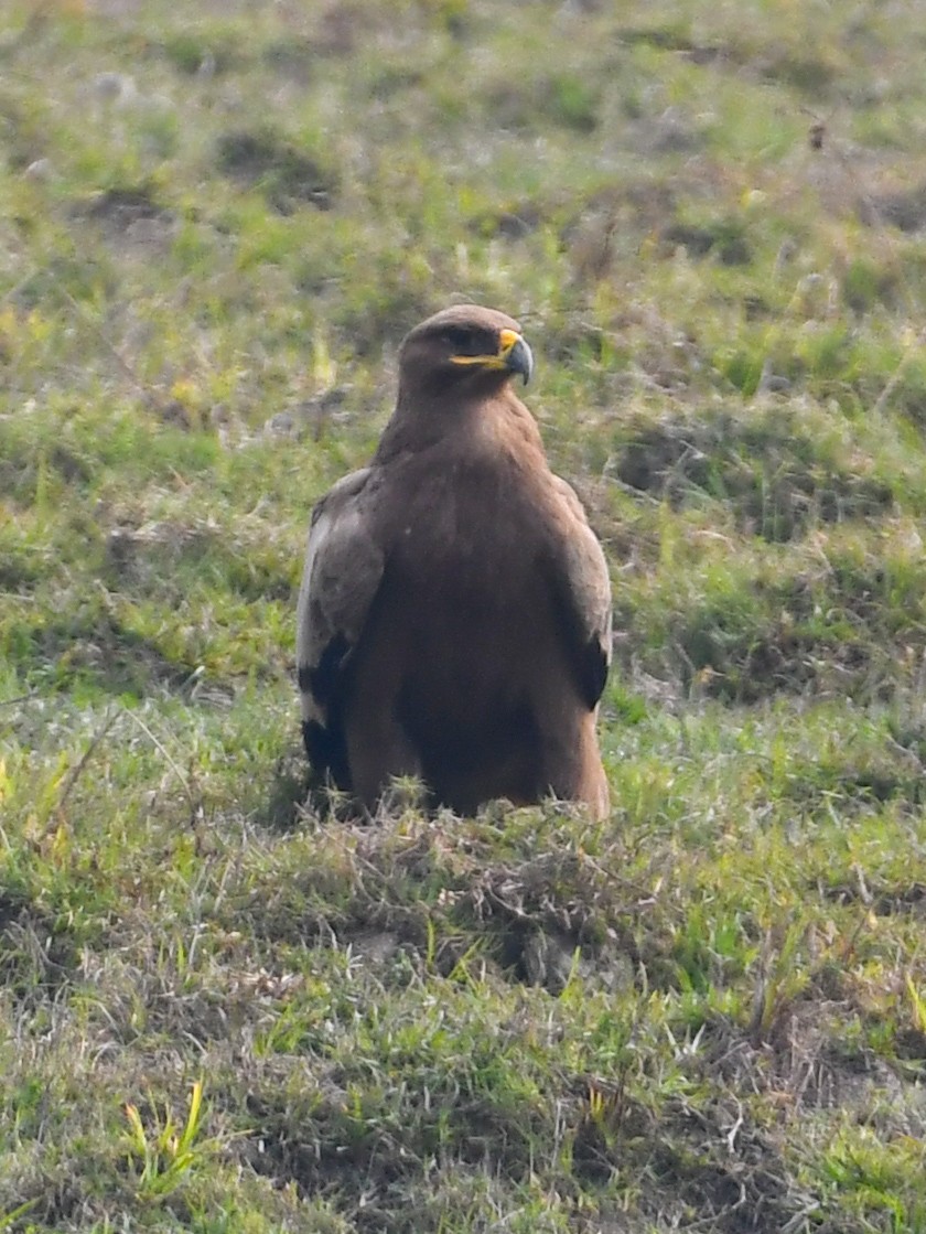 Steppe Eagle - ML630420268
