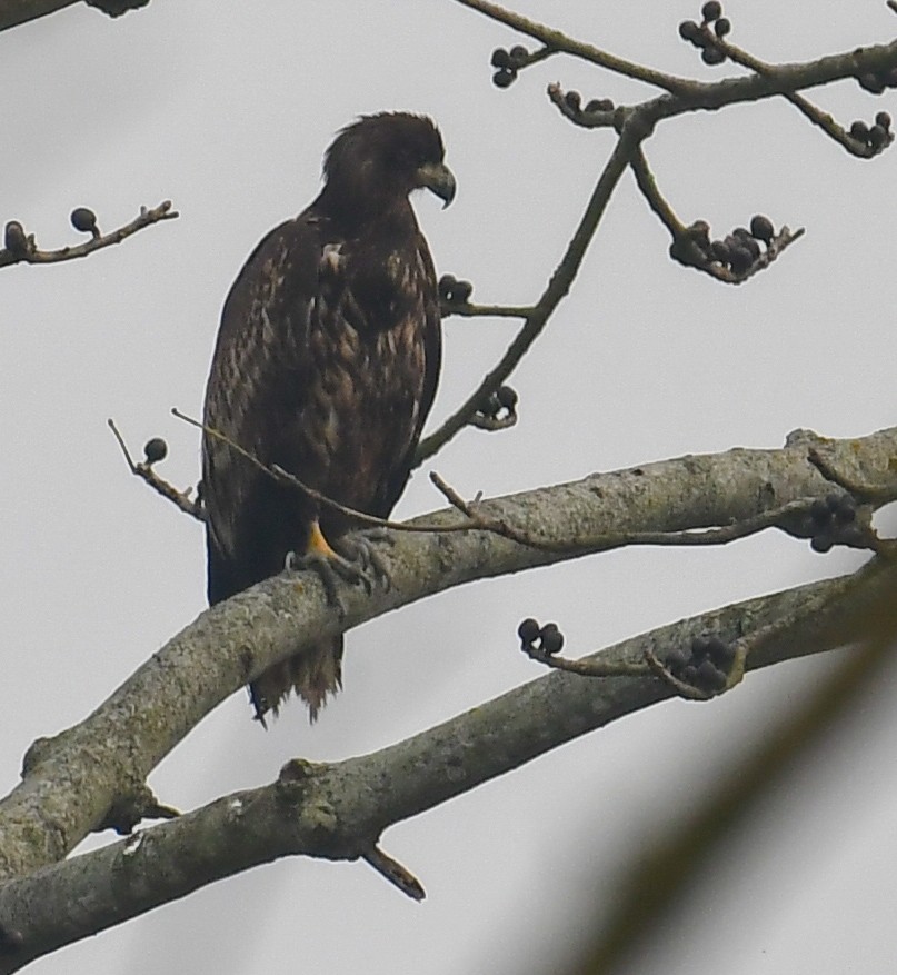 White-tailed Eagle - ML630420275