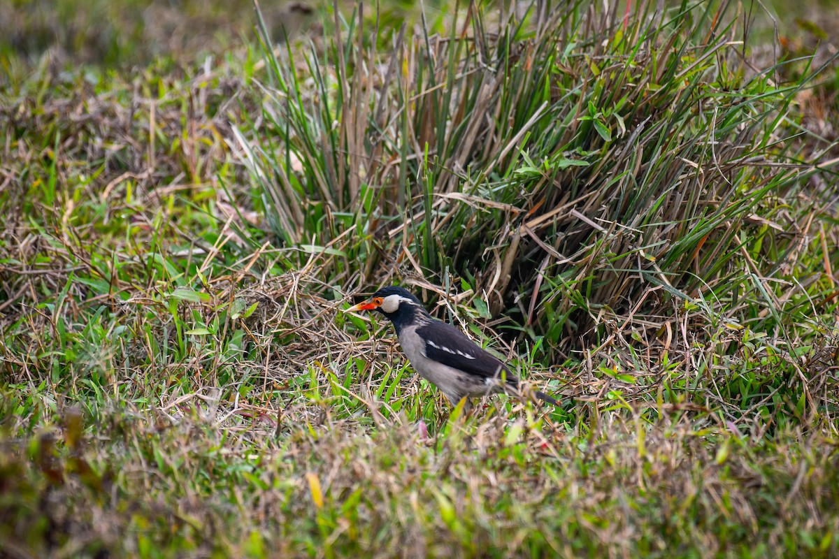 Indian Pied Starling - ML630420504
