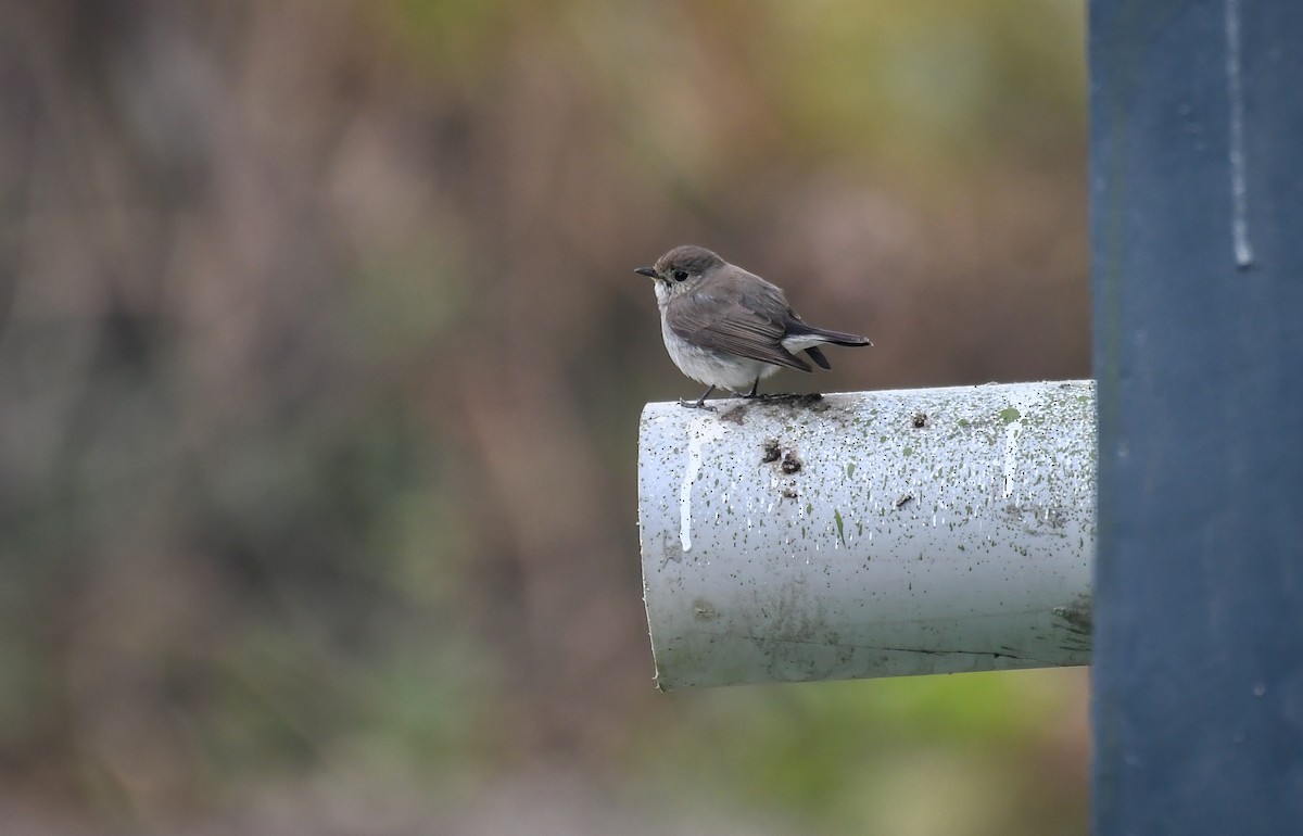 Taiga Flycatcher - ML630420507