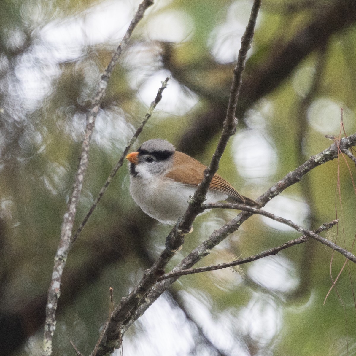 Gray-headed Parrotbill - ML630420531