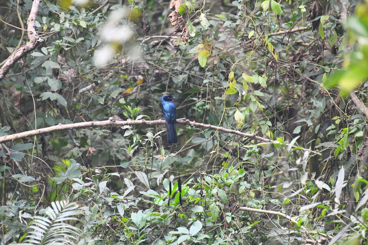 Lesser Racket-tailed Drongo - ML630420547