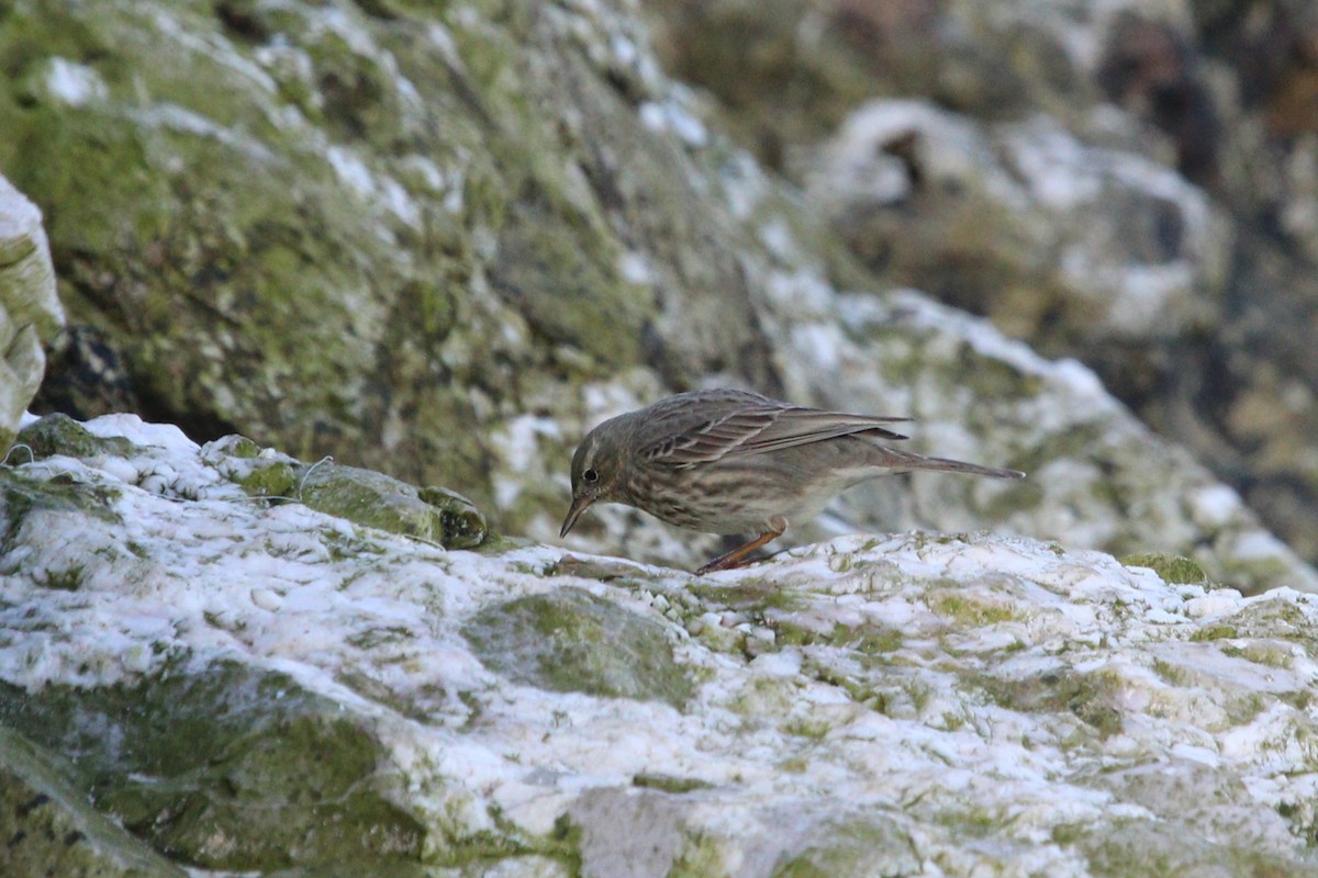 Rock Pipit - ML630420549