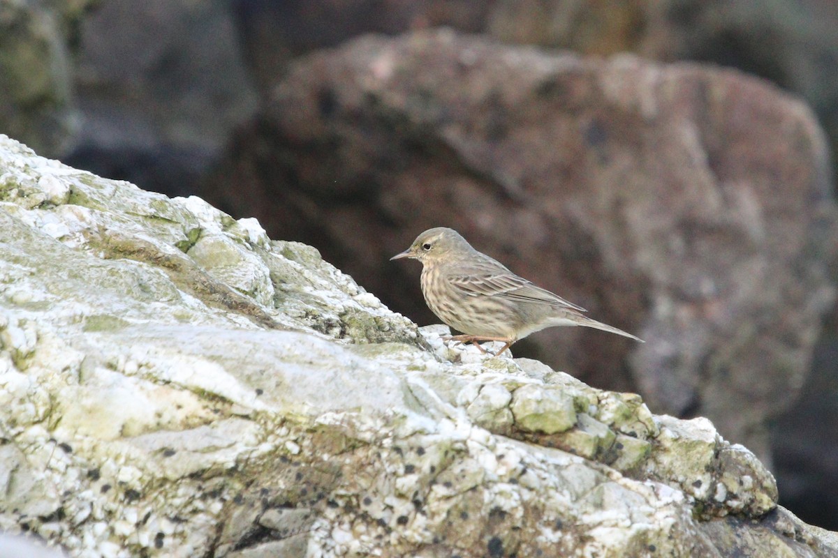 Rock Pipit - ML630420550