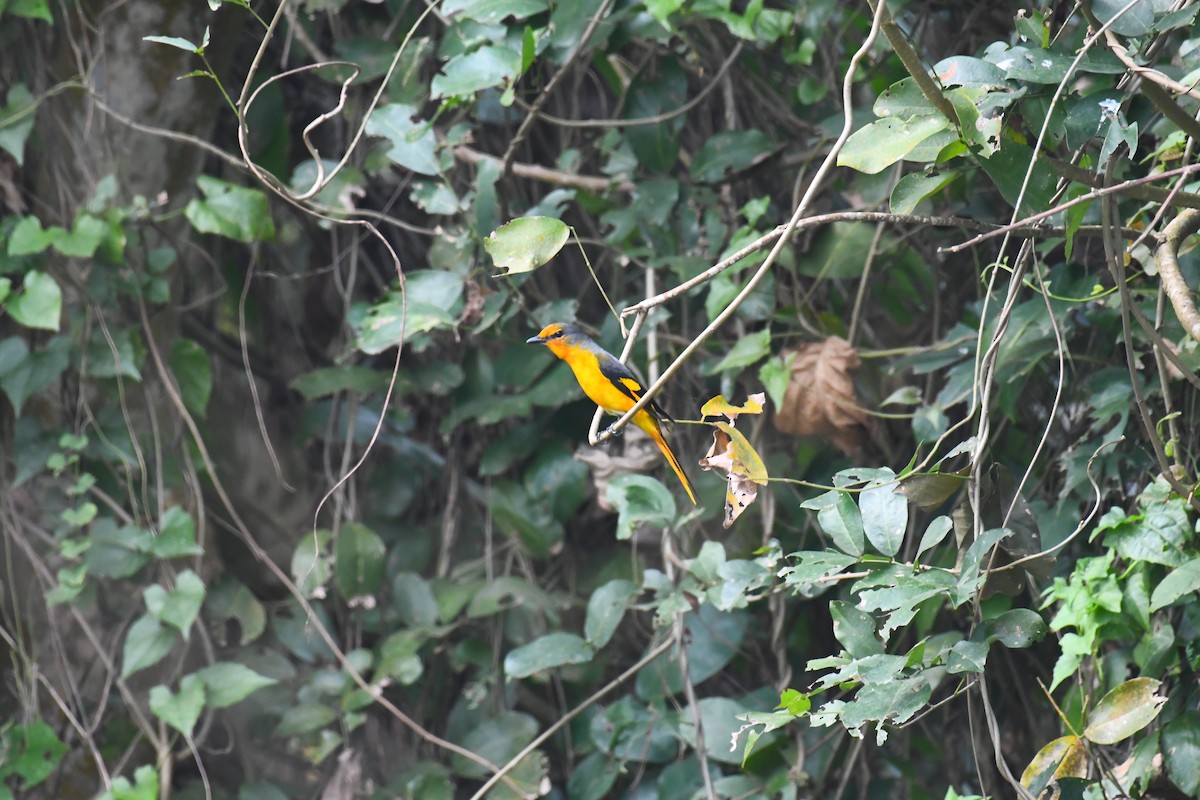 Long-tailed Minivet - ML630420561
