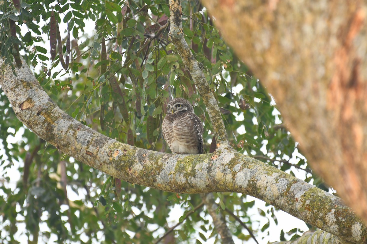 Spotted Owlet - ML630420568