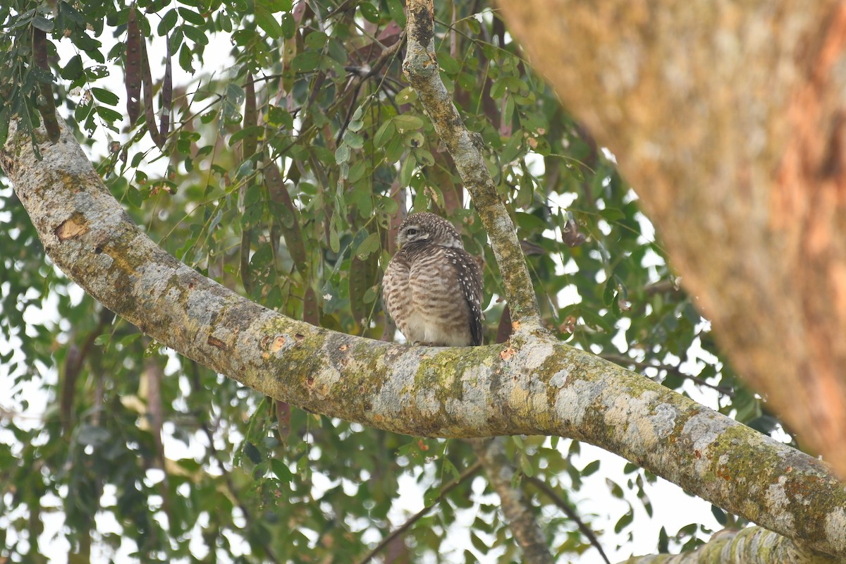 Spotted Owlet - ML630420569