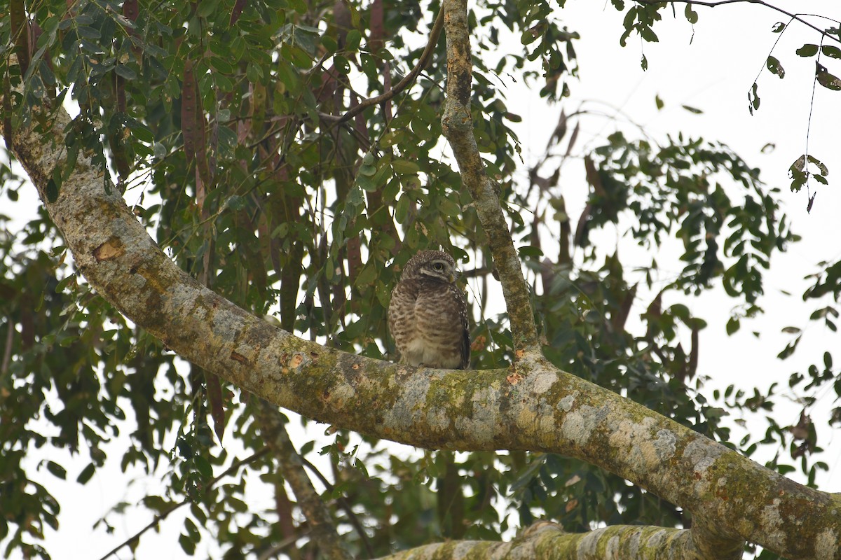Spotted Owlet - ML630420570