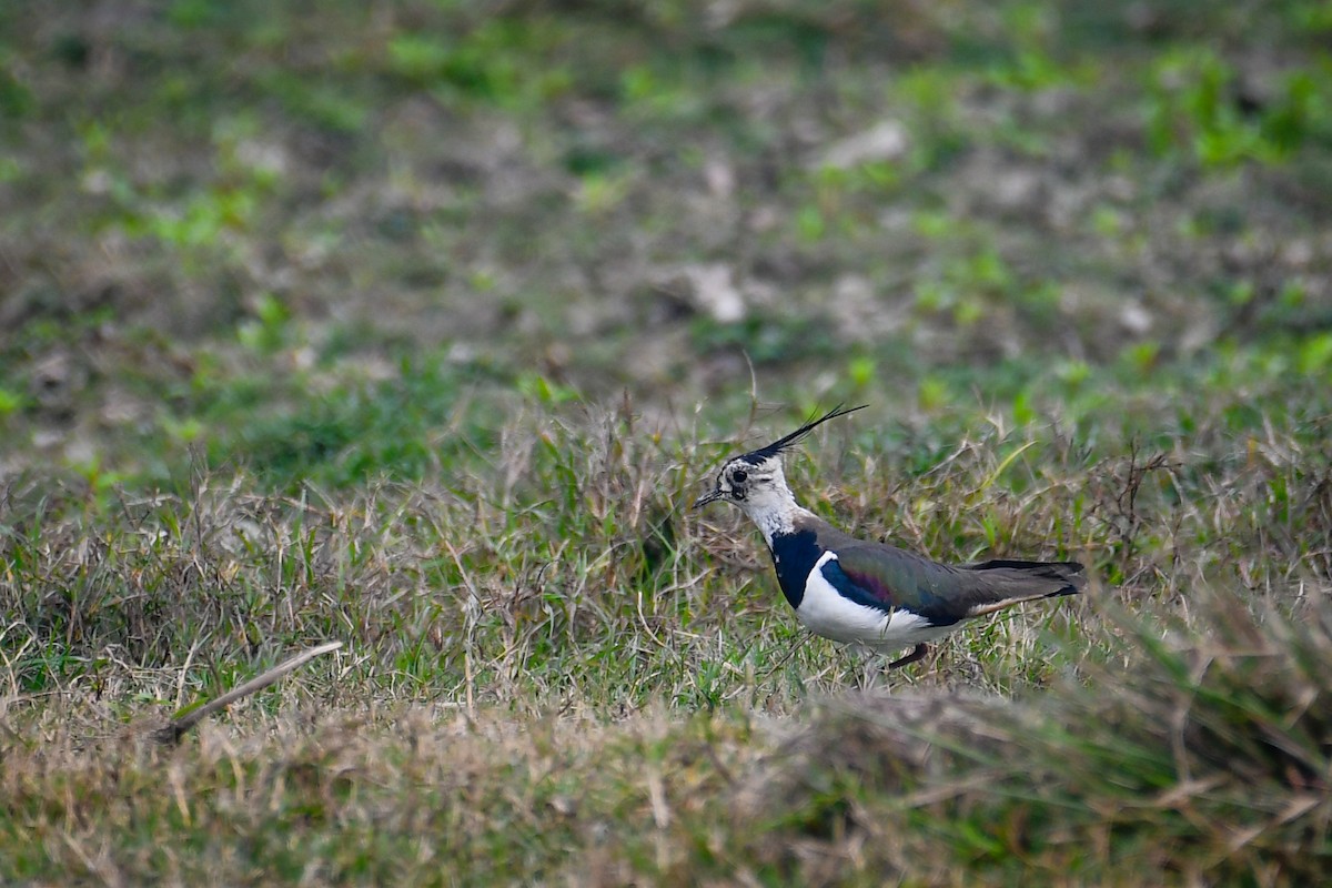 Northern Lapwing - ML630420593
