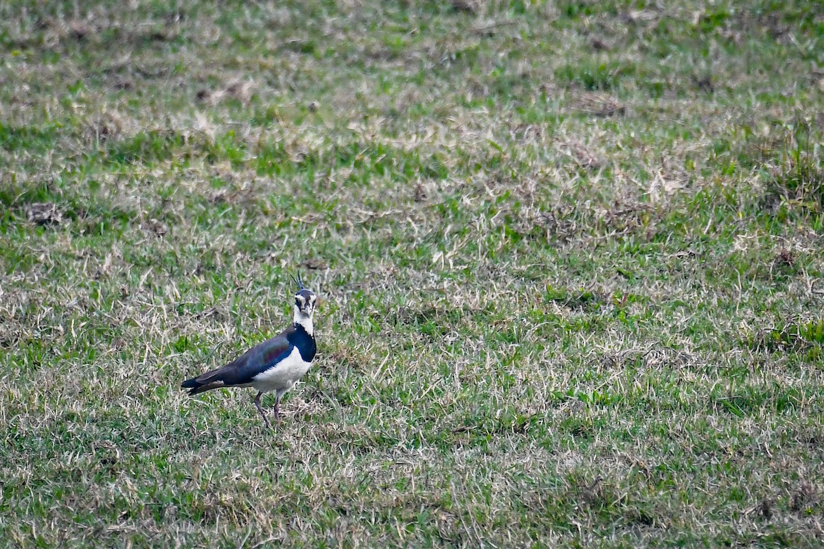 Northern Lapwing - ML630420594