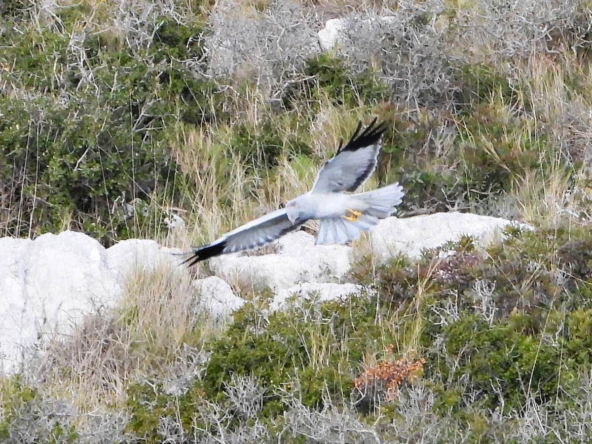 Hen Harrier - ML630420603