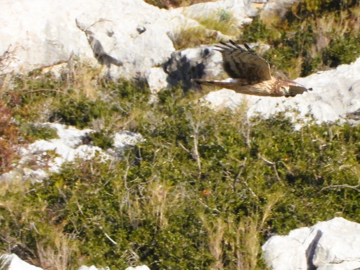 Hen Harrier - ML630420604