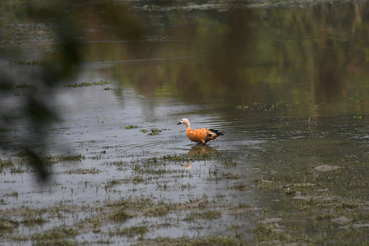 Ruddy Shelduck - ML630420614