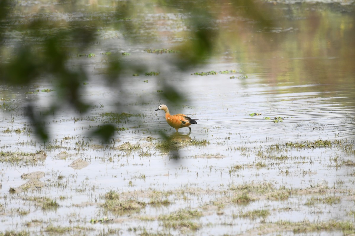 Ruddy Shelduck - ML630420615