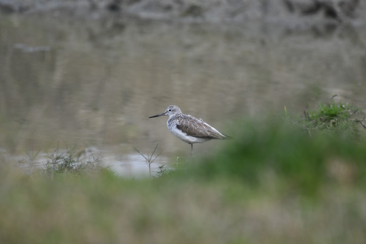 Marsh Sandpiper - ML630420660