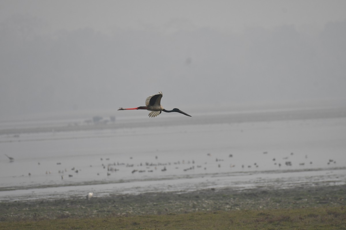 Black-necked Stork - ML630420673