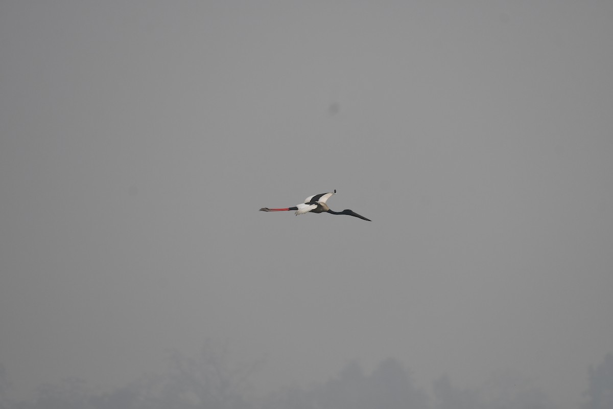 Black-necked Stork - ML630420674