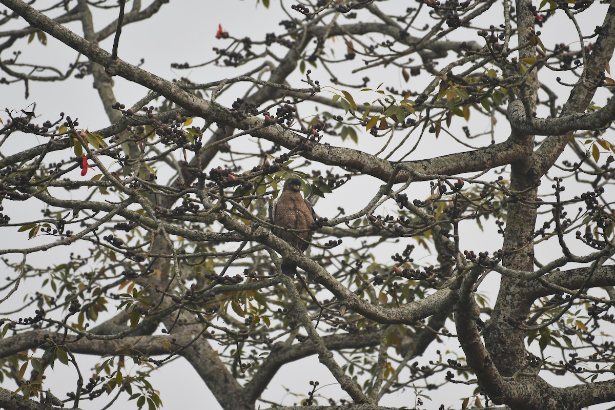 Crested Serpent-Eagle - ML630420685
