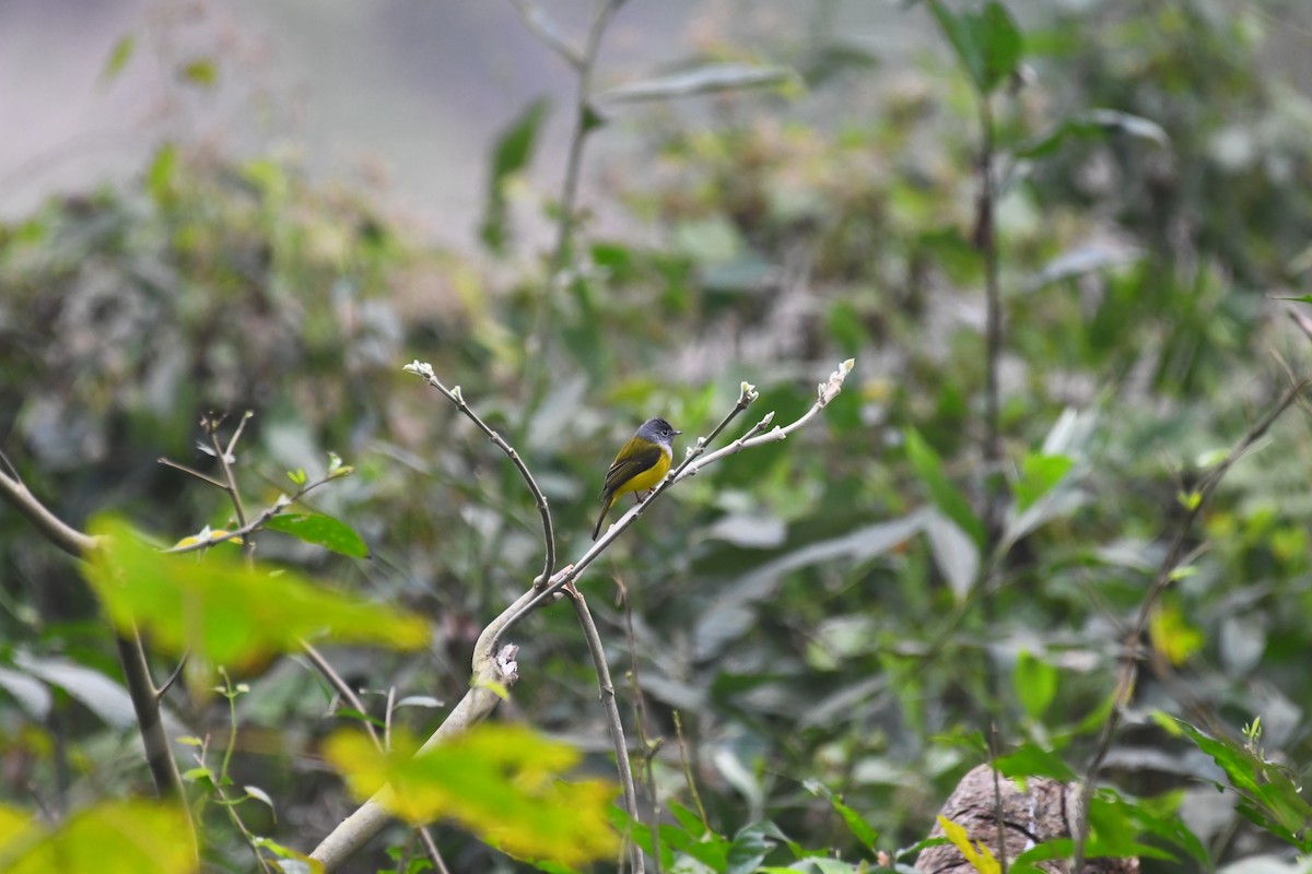 Gray-headed Canary-Flycatcher - ML630420705