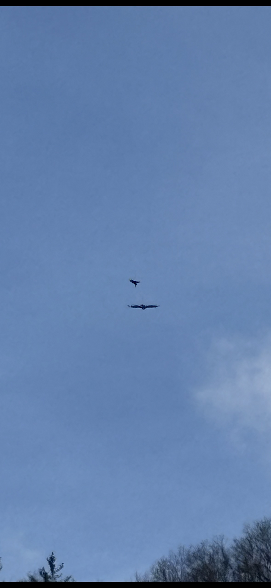 Golden Eagle - ML630420811