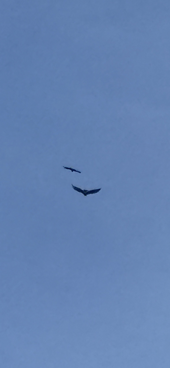 Golden Eagle - ML630420819