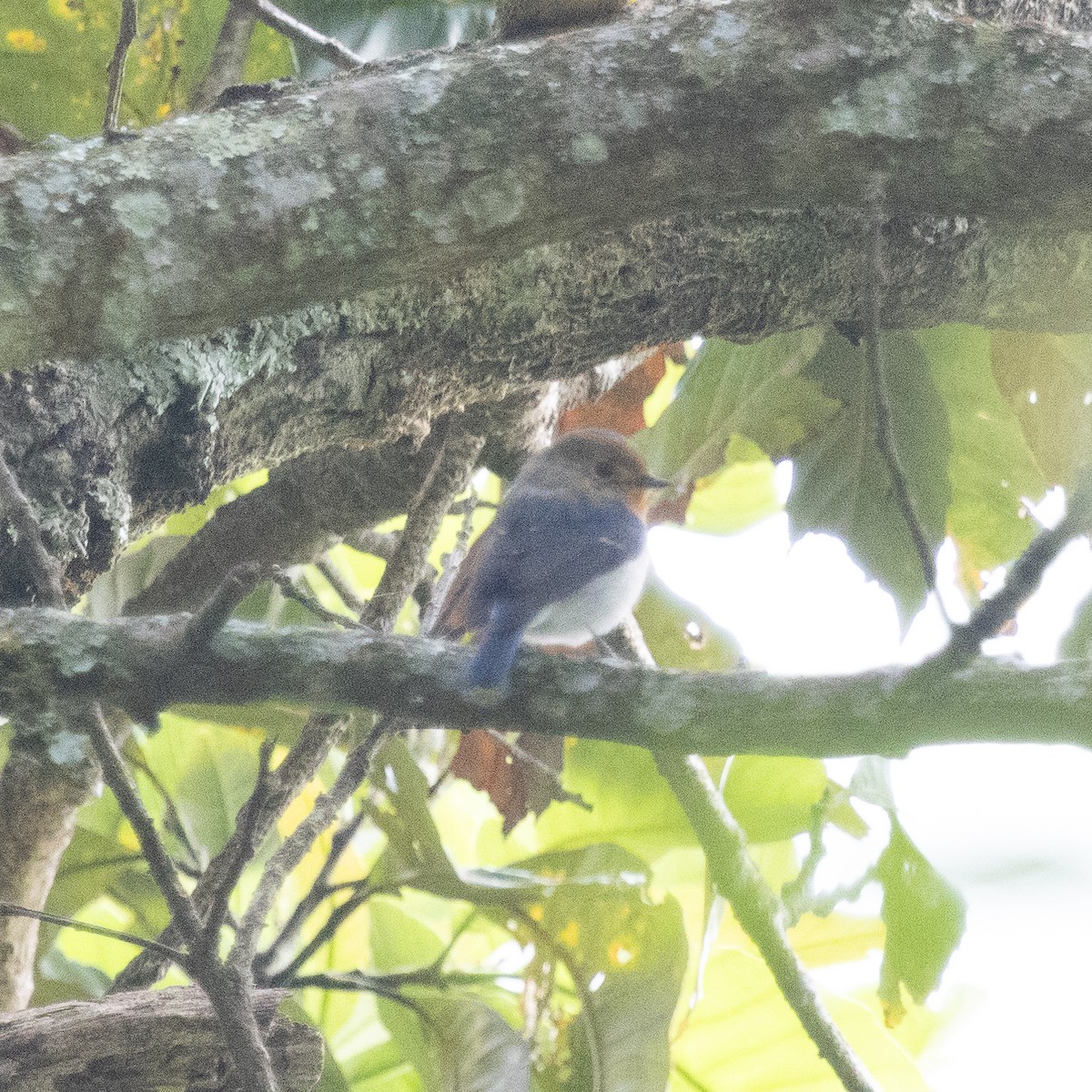Sapphire Flycatcher - ML630420930
