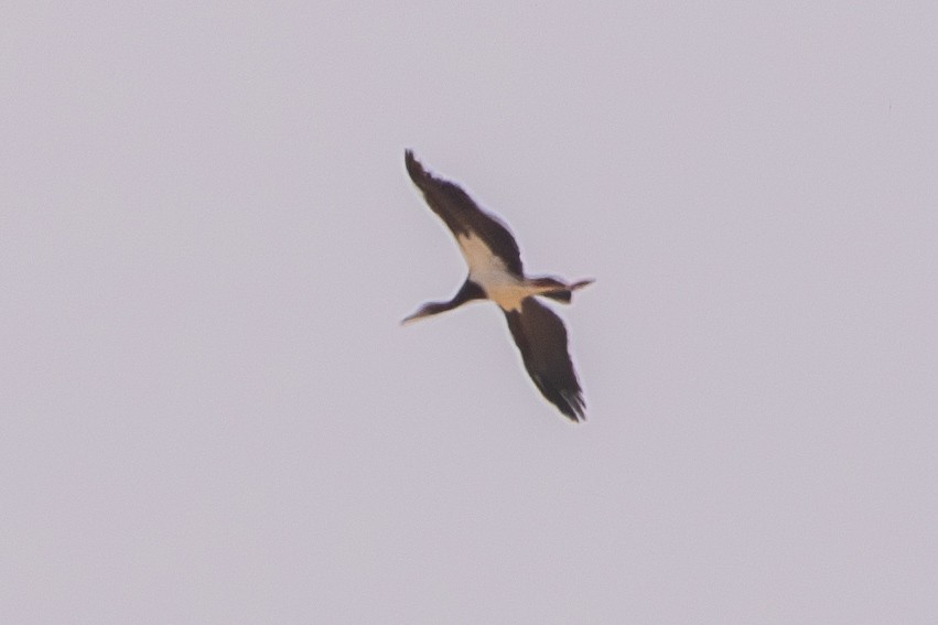 Abdim's Stork - ML630421051