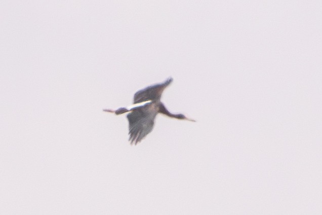 Abdim's Stork - ML630421052