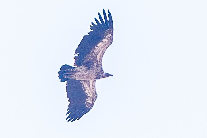 White-backed Vulture/Rüppell's Griffon - ML630421059