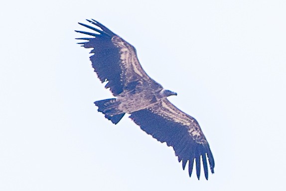 White-backed Vulture/Rüppell's Griffon - ML630421066