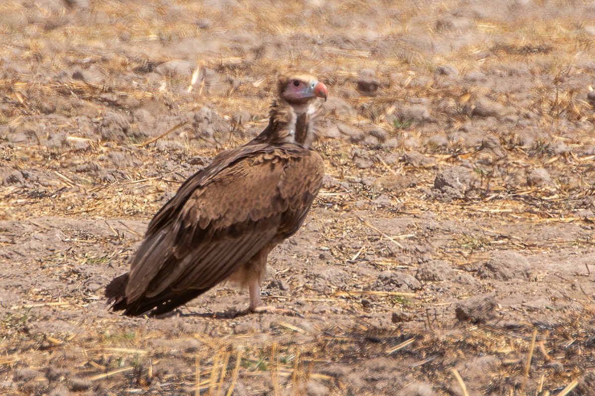 White-headed Vulture - ML630421069