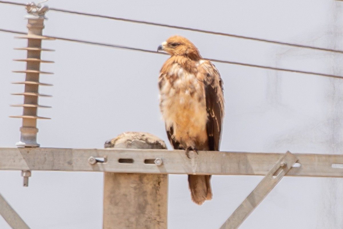 Tawny Eagle - ML630421072