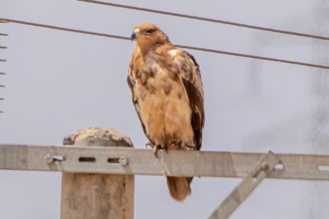Tawny Eagle - ML630421073
