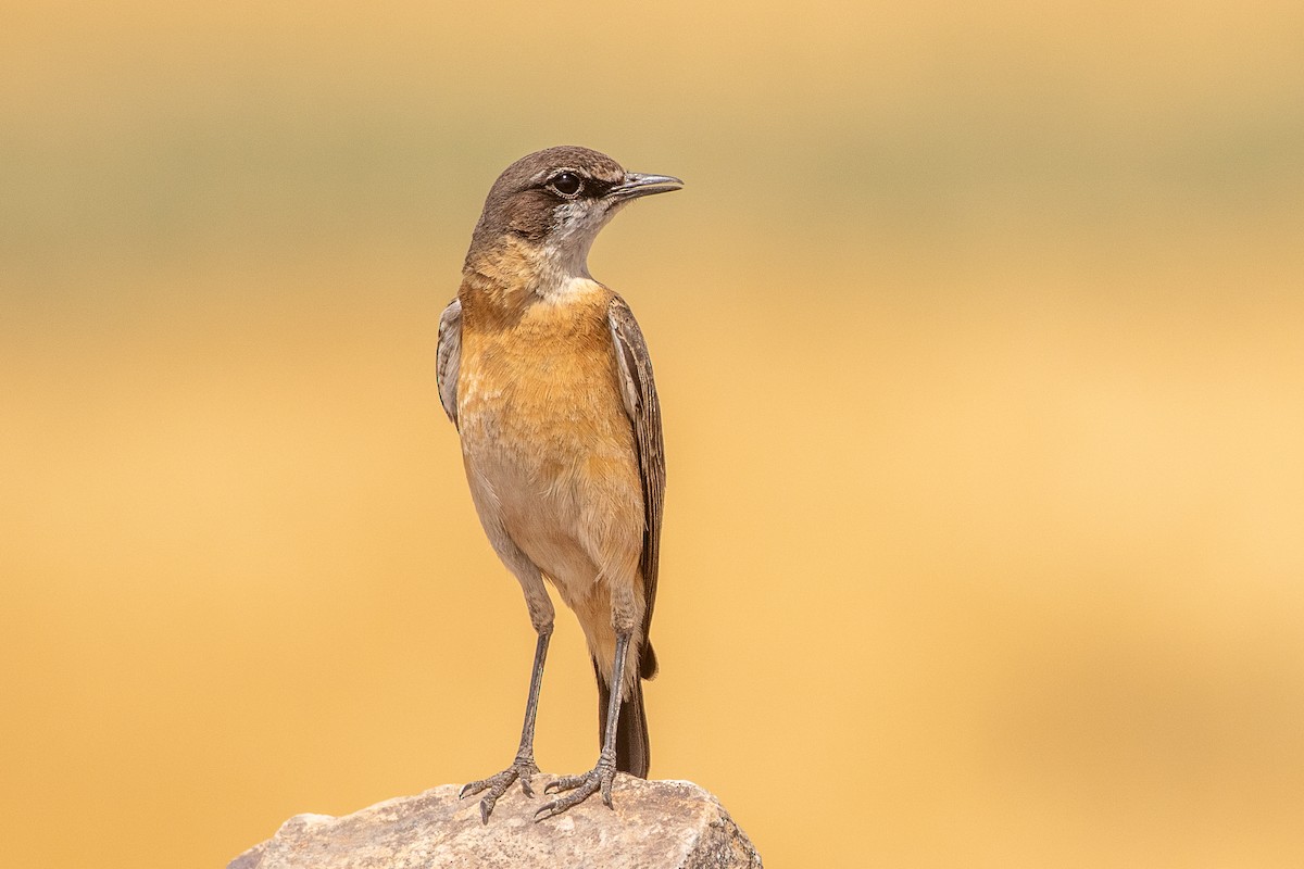 Rusty-breasted Wheatear - ML630421088