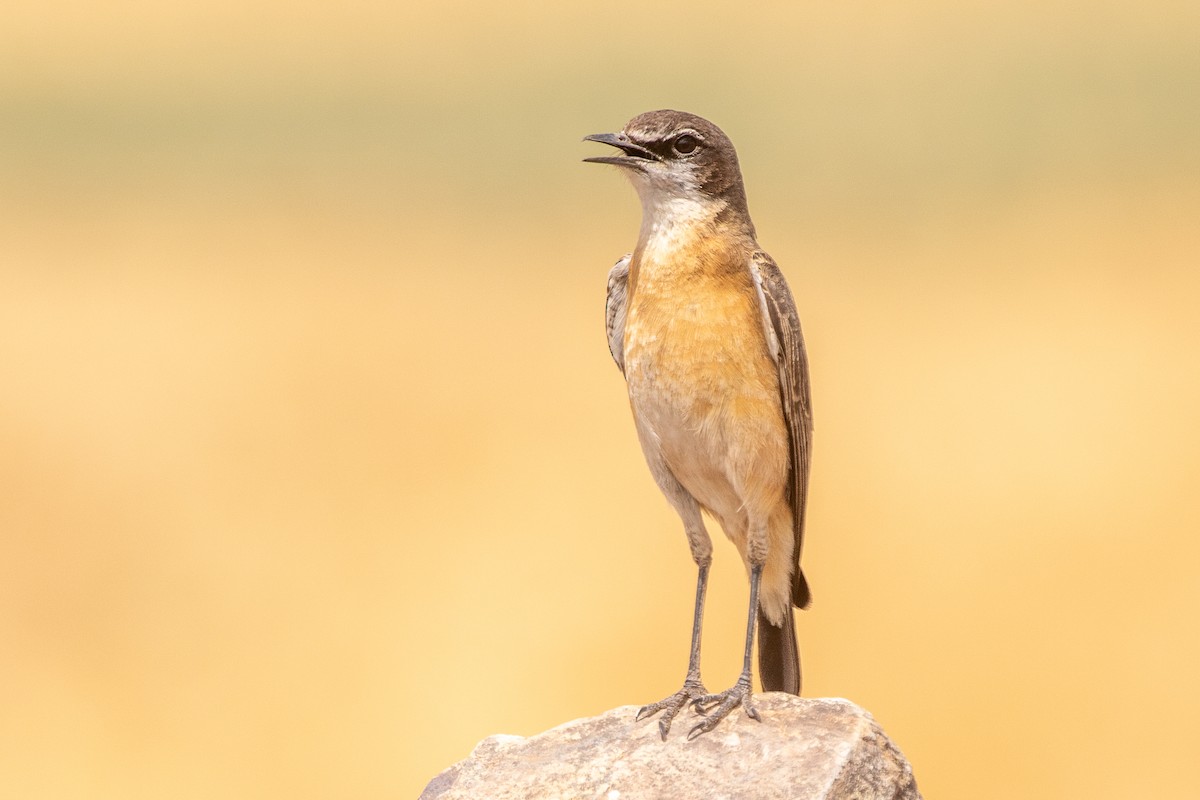 Rusty-breasted Wheatear - ML630421090