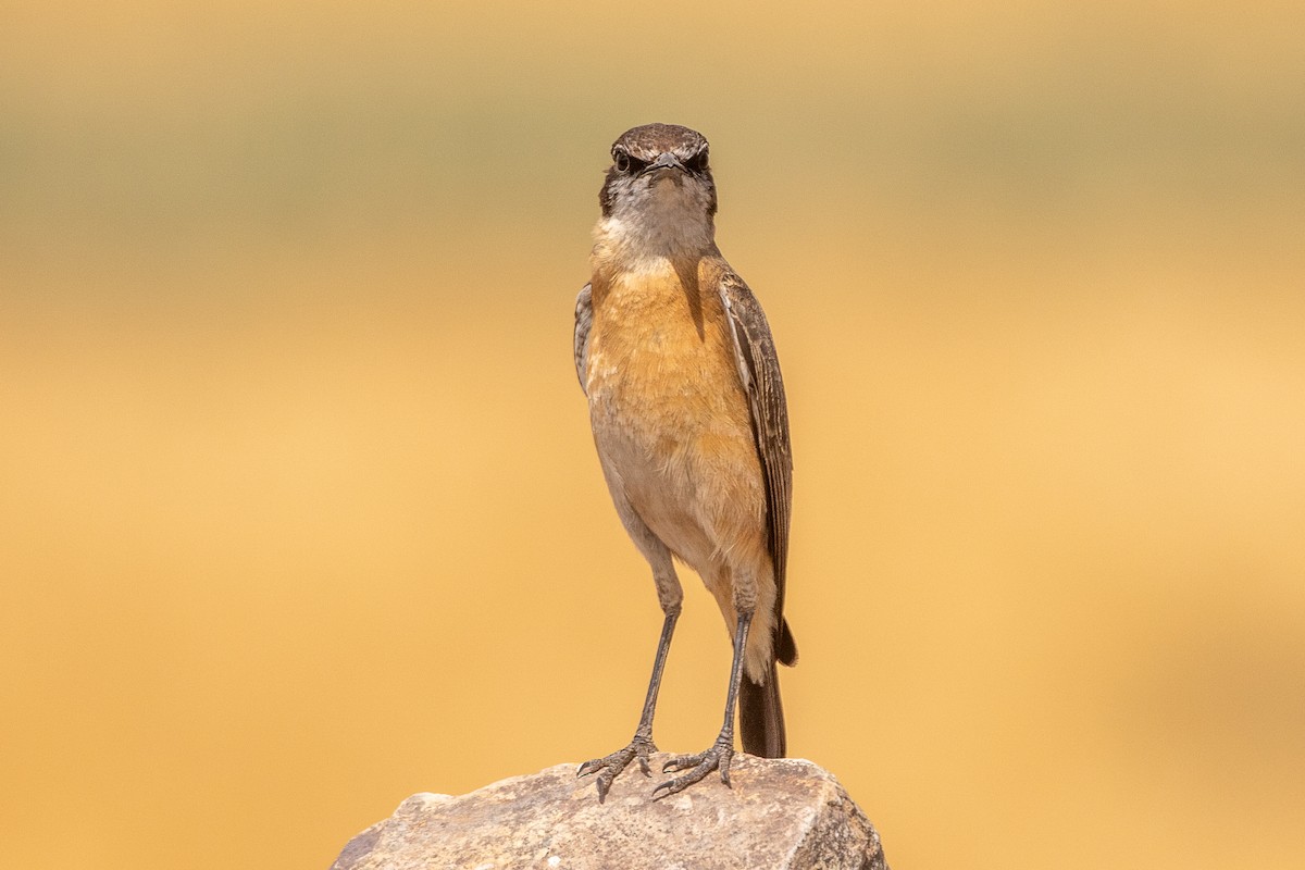 Rusty-breasted Wheatear - ML630421091