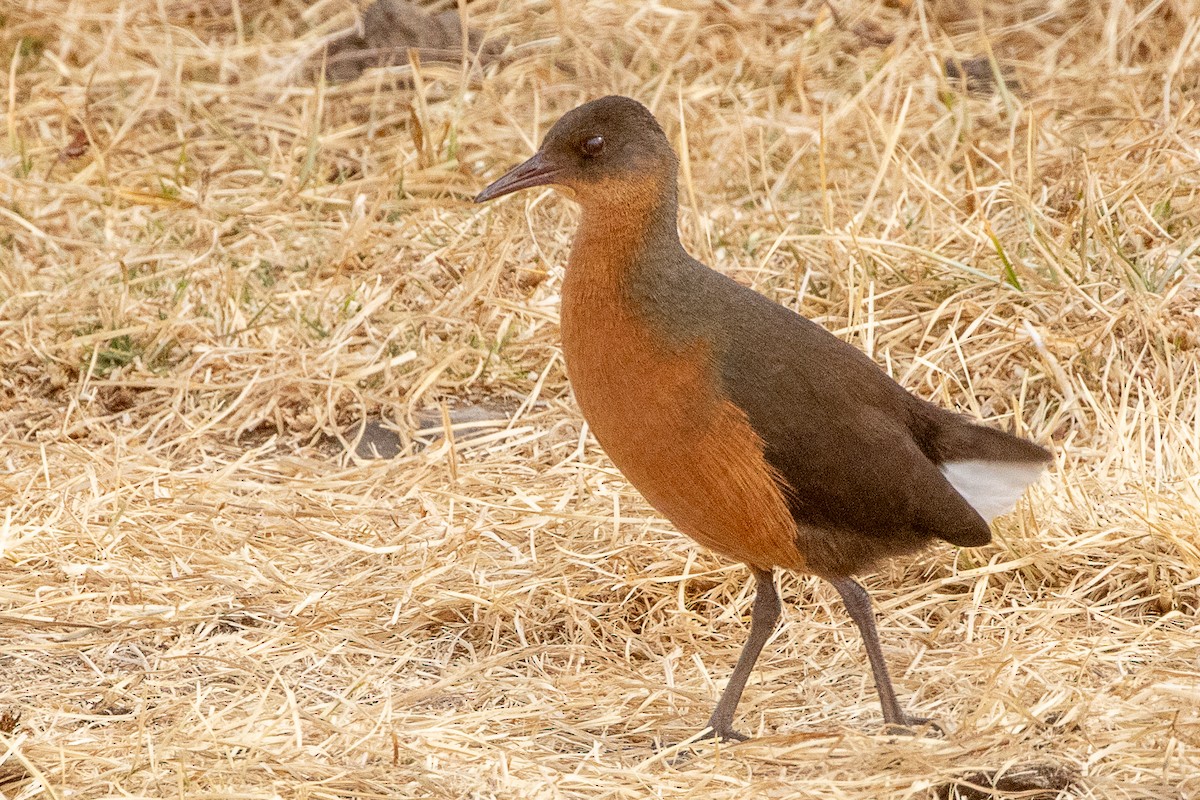 Rouget's Rail - ML630421217