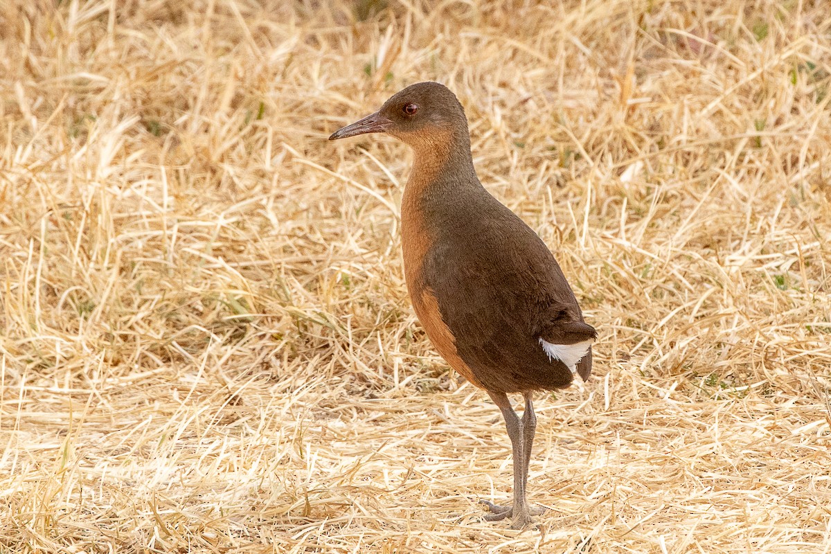 Rouget's Rail - ML630421218
