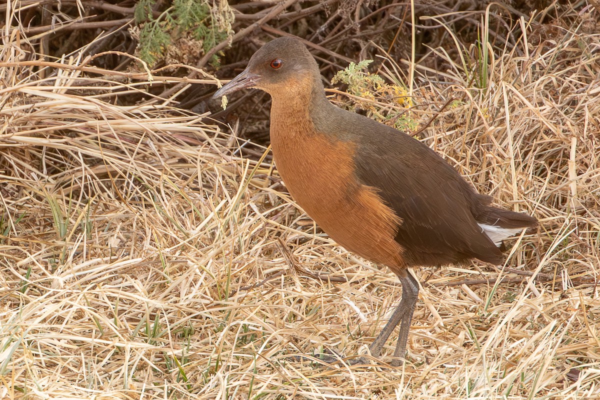 Rouget's Rail - ML630421219