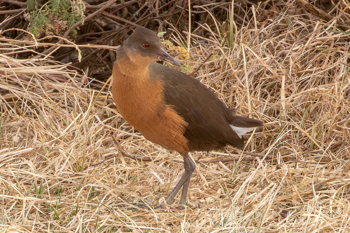 Rouget's Rail - ML630421220