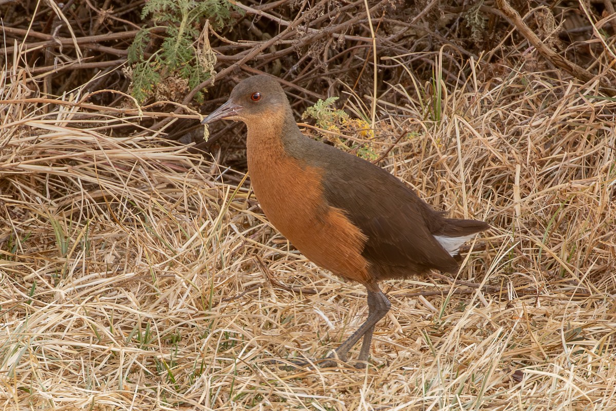 Rouget's Rail - ML630421221