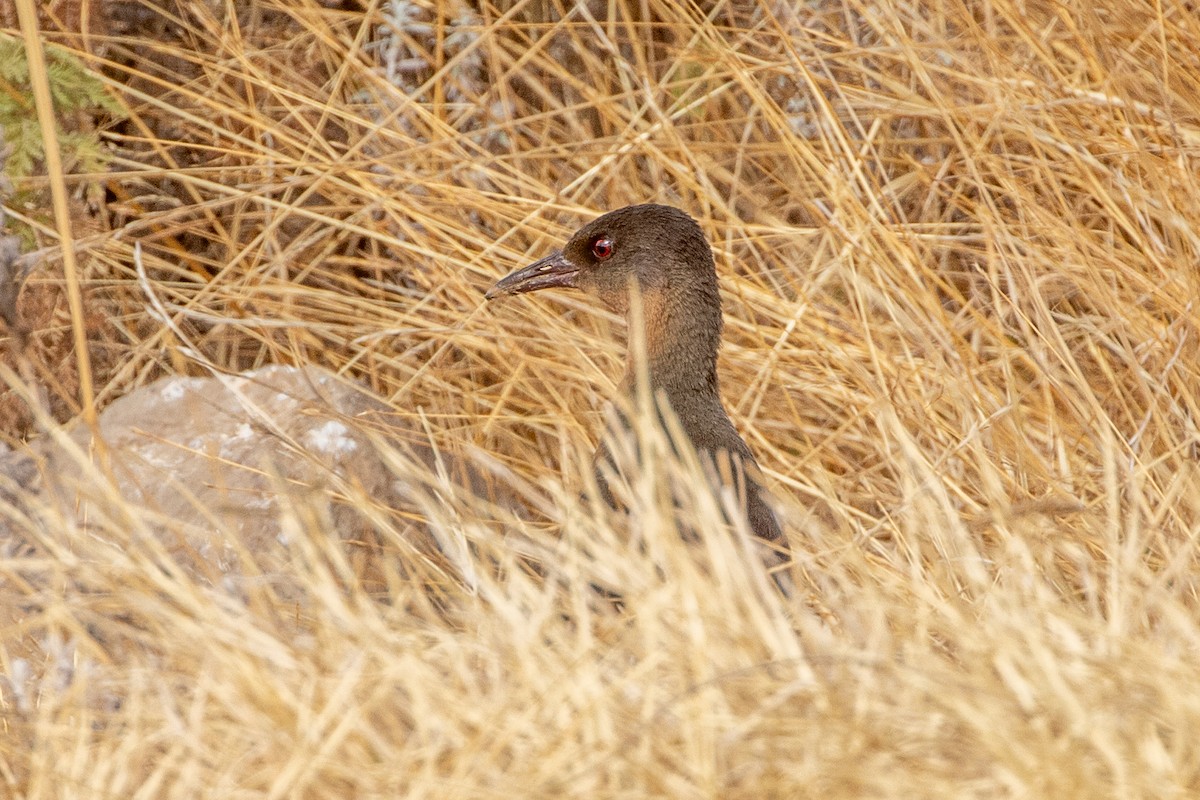 Rouget's Rail - ML630421222