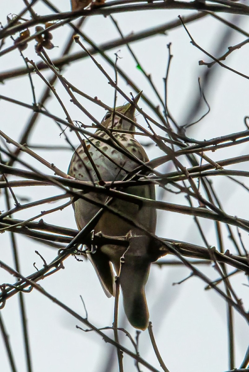 Hermit Thrush - ML630421256