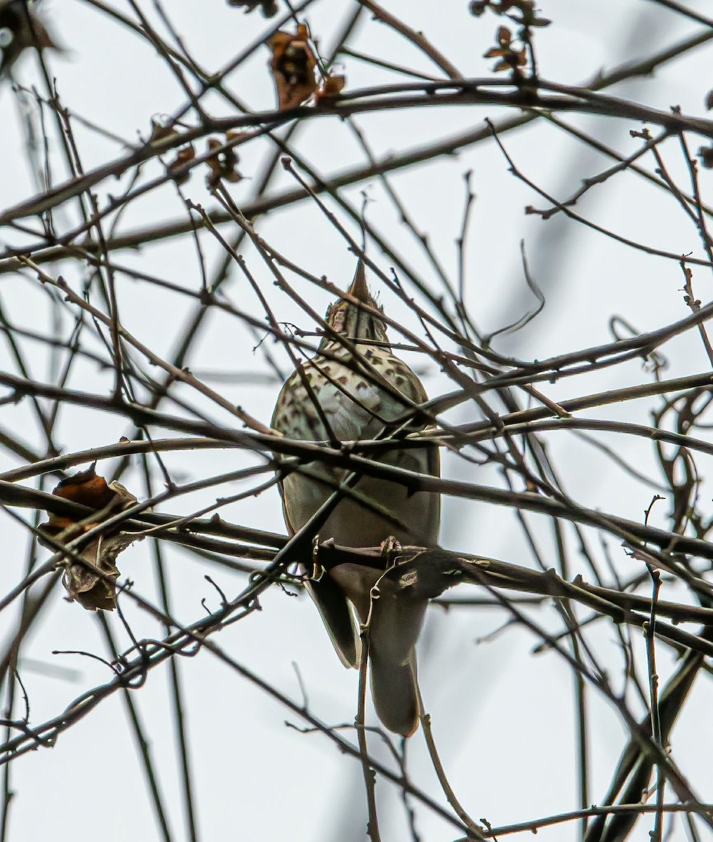 Hermit Thrush - ML630421257